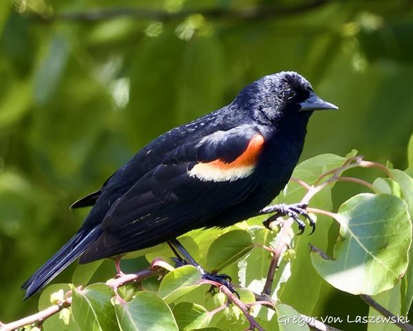  May 30, 2025 2:53 PM, Canon EOS R7, RF100-500mm F4.5-7.1 L IS USM, 500mm, f/7.1, 1/1000s, ISO 2000, Gregor von Laszewski