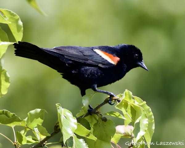  May 30, 2025 3:00 PM, Canon EOS R7, RF100-500mm F4.5-7.1 L IS USM, 500mm, f/7.1, 1/1000s, ISO 640, Gregor von Laszewski
