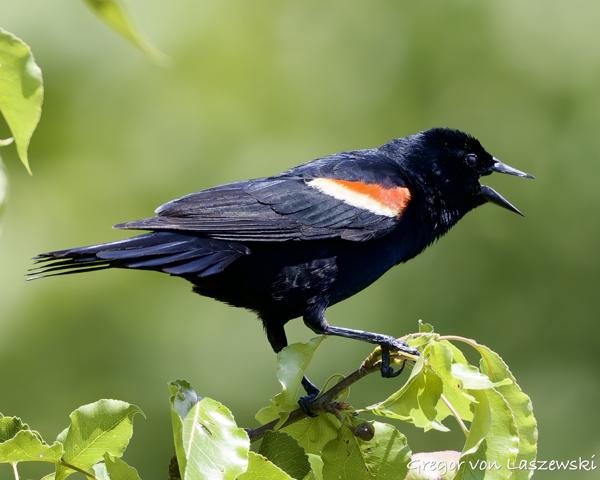  May 30, 2025 3:00 PM, Canon EOS R7, RF100-500mm F4.5-7.1 L IS USM, 500mm, f/7.1, 1/1000s, ISO 640, Gregor von Laszewski