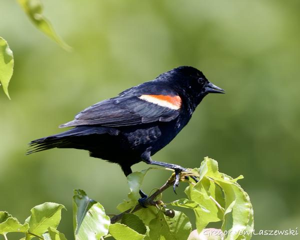  May 30, 2025 3:00 PM, Canon EOS R7, RF100-500mm F4.5-7.1 L IS USM, 500mm, f/7.1, 1/1000s, ISO 640, Gregor von Laszewski