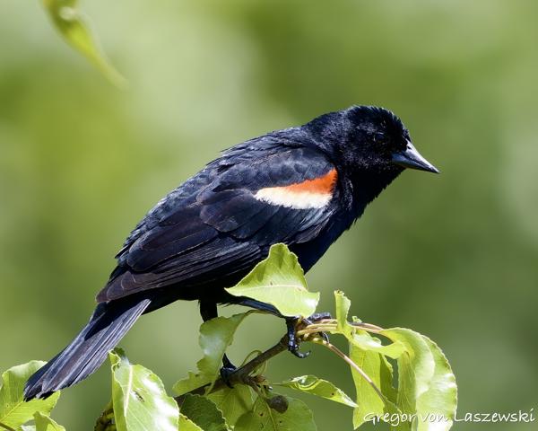  May 30, 2025 3:00 PM, Canon EOS R7, RF100-500mm F4.5-7.1 L IS USM, 500mm, f/7.1, 1/1000s, ISO 640, Gregor von Laszewski