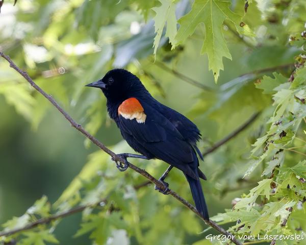  May 30, 2025 3:01 PM, Canon EOS R7, RF100-500mm F4.5-7.1 L IS USM, 500mm, f/7.1, 1/1000s, ISO 2000, Gregor von Laszewski