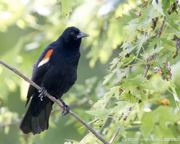  May 30, 2025 3:02 PM, Canon EOS R7, RF100-500mm F4.5-7.1 L IS USM, 500mm, f/7.1, 1/1600s, ISO 6400, Gregor von Laszewski
