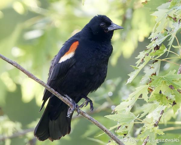 May 30, 2025 3:02 PM, Canon EOS R7, RF100-500mm F4.5-7.1 L IS USM, 500mm, f/7.1, 1/1600s, ISO 6400, Gregor von Laszewski
