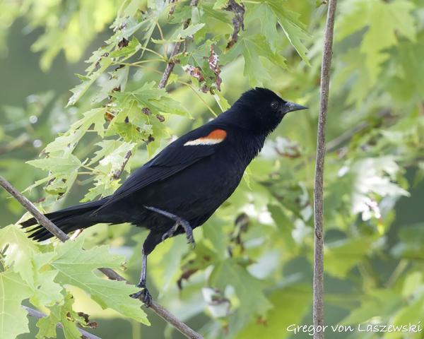  May 30, 2025 3:02 PM, Canon EOS R7, RF100-500mm F4.5-7.1 L IS USM, 500mm, f/7.1, 1/1600s, ISO 6400, Gregor von Laszewski
