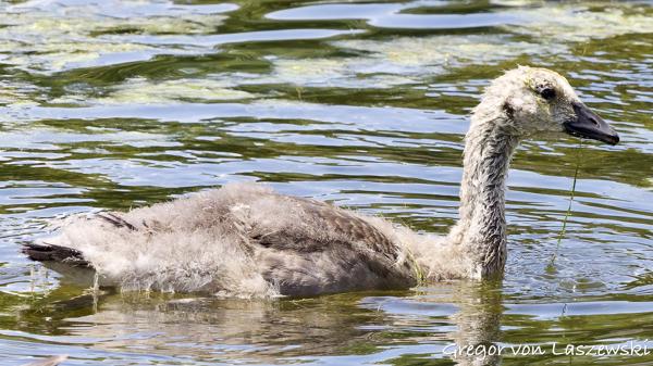  May 30, 2025 3:17 PM, Canon EOS R7, RF100-500mm F4.5-7.1 L IS USM, 324mm, f/7.1, 1/1600s, ISO 1250, Gregor von Laszewski