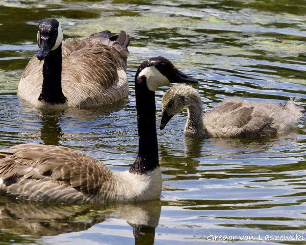  May 30, 2025 3:18 PM, Canon EOS R7, RF100-500mm F4.5-7.1 L IS USM, 300mm, f/7.1, 1/1600s, ISO 640, Gregor von Laszewski