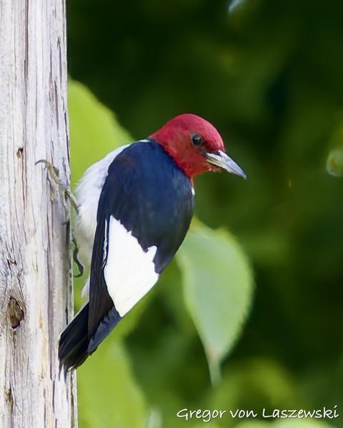  May 30, 2025 3:53 PM, Canon EOS R7, RF100-500mm F4.5-7.1 L IS USM, 500mm, f/7.1, 1/1600s, ISO 4000, Gregor von Laszewski