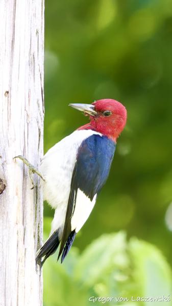 May 30, 2025 3:54 PM, Canon EOS R7, RF100-500mm F4.5-7.1 L IS USM, 500mm, f/7.1, 1/1600s, ISO 8000, Gregor von Laszewski