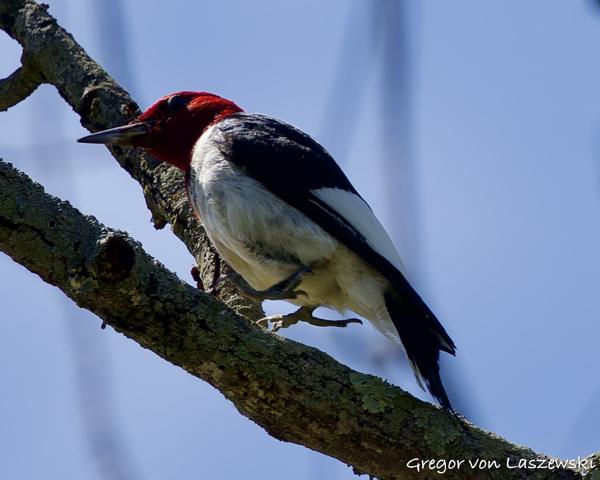  May 30, 2025 3:55 PM, Canon EOS R7, RF100-500mm F4.5-7.1 L IS USM, 500mm, f/7.1, 1/1600s, ISO 400, Gregor von Laszewski