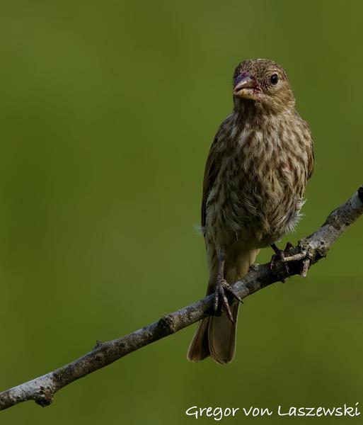  June 3, 2025 6:23 PM, Canon EOS R7, RF100-500mm F4.5-7.1 L IS USM, 500mm, f/7.1, 1/2500s, ISO 800, Gregor von Laszewski