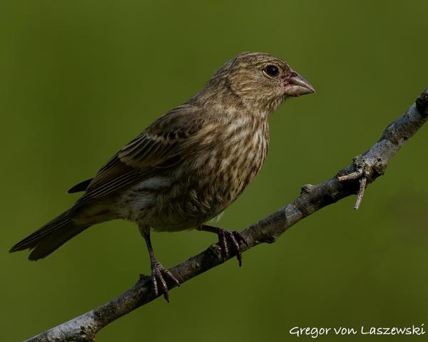  June 3, 2025 6:24 PM, Canon EOS R7, RF100-500mm F4.5-7.1 L IS USM, 500mm, f/7.1, 1/2500s, ISO 640, Gregor von Laszewski