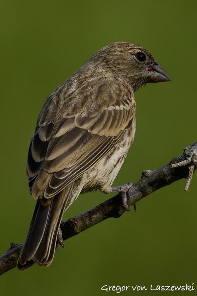  June 3, 2025 6:24 PM, Canon EOS R7, RF100-500mm F4.5-7.1 L IS USM, 500mm, f/7.1, 1/2500s, ISO 640, Gregor von Laszewski