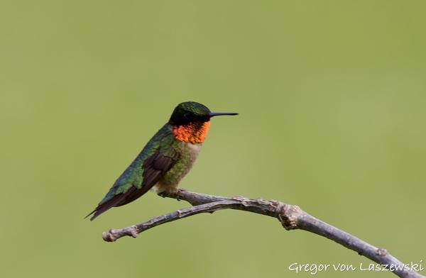  June 3, 2025 6:36 PM, Canon EOS R7, RF100-500mm F4.5-7.1 L IS USM, 500mm, f/7.1, 1/250s, ISO 250, Gregor von Laszewski