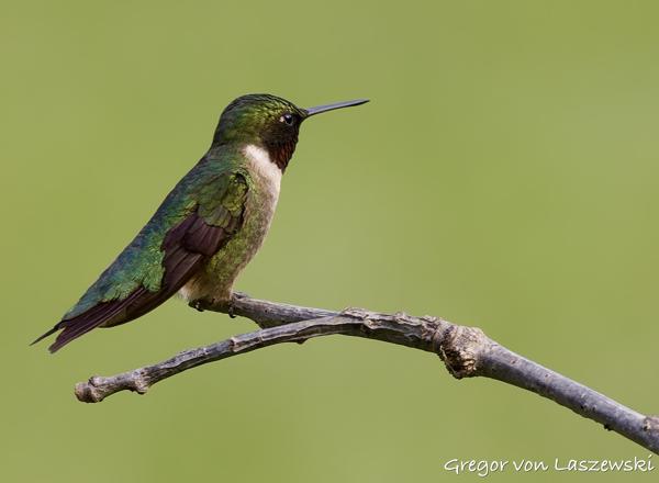  June 3, 2025 6:36 PM, Canon EOS R7, RF100-500mm F4.5-7.1 L IS USM, 500mm, f/7.1, 1/250s, ISO 250, Gregor von Laszewski