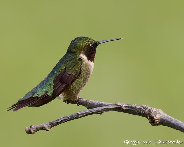  June 3, 2025 6:36 PM, Canon EOS R7, RF100-500mm F4.5-7.1 L IS USM, 500mm, f/7.1, 1/250s, ISO 250, Gregor von Laszewski