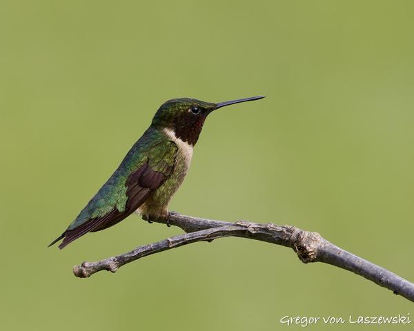  June 3, 2025 6:36 PM, Canon EOS R7, RF100-500mm F4.5-7.1 L IS USM, 500mm, f/7.1, 1/250s, ISO 250, Gregor von Laszewski