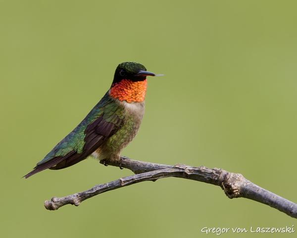  June 3, 2025 6:36 PM, Canon EOS R7, RF100-500mm F4.5-7.1 L IS USM, 500mm, f/7.1, 1/250s, ISO 250, Gregor von Laszewski