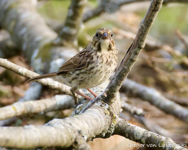  June 3, 2025 6:55 PM, Canon EOS R7, RF200-800mm F6.3-9 IS USM, 800mm, f/9.0, 1/3200s, ISO 5000, Gregor von Laszewski