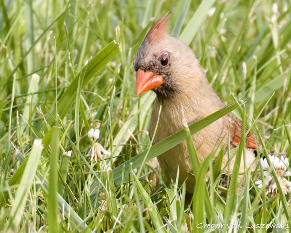  June 3, 2025 6:58 PM, Canon EOS R7, RF200-800mm F6.3-9 IS USM, 800mm, f/9.0, 1/3200s, ISO 5000, Gregor von Laszewski