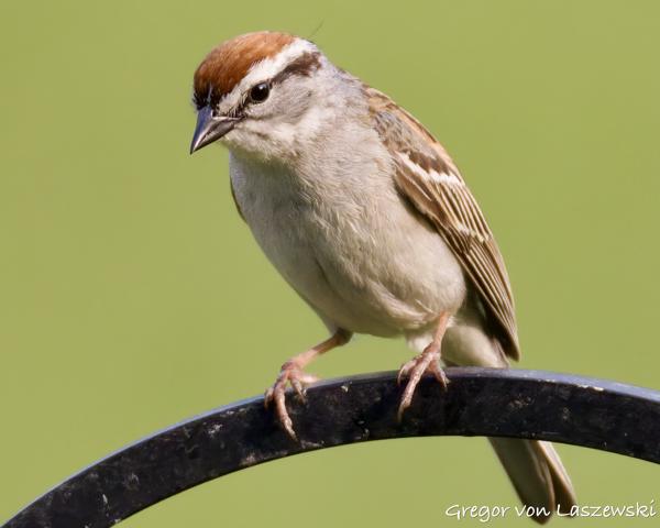  June 3, 2025 7:03 PM, Canon EOS R7, RF200-800mm F6.3-9 IS USM, 800mm, f/9.0, 1/3200s, ISO 4000, Gregor von Laszewski