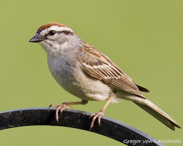  June 3, 2025 7:04 PM, Canon EOS R7, RF200-800mm F6.3-9 IS USM, 800mm, f/9.0, 1/3200s, ISO 5000, Gregor von Laszewski