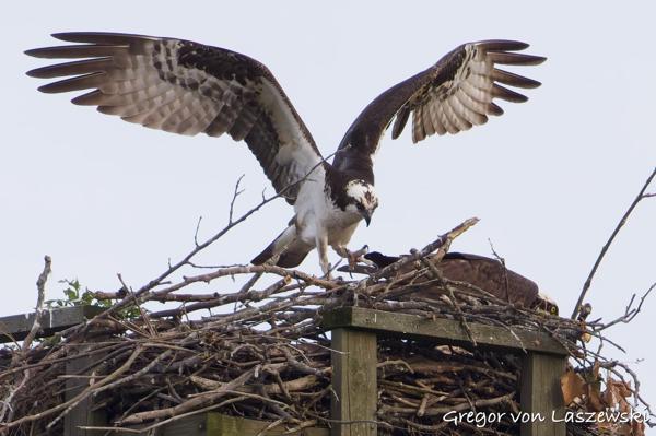  June 8, 2025 8:23 PM, Canon EOS R7, RF200-800mm F6.3-9 IS USM, 800mm, f/9.0, 1/1000s, ISO 3200, Gregor von Laszewski