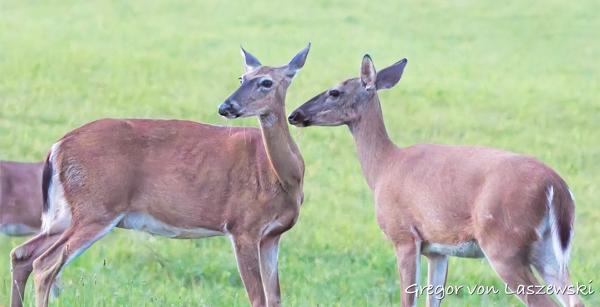  June 8, 2025 9:29 PM, Canon EOS R7, RF200-800mm F6.3-9 IS USM, 208mm, f/6.3, 1/200s, ISO 25600, Gregor von Laszewski