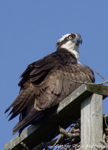  June 11, 2025 10:06 AM, Canon EOS R7, RF100-500mm F4.5-7.1 L IS USM + EXTENDER RF2x, 1000mm, f/14.0, 1/1600s, ISO 1250, Gregor von Laszewski