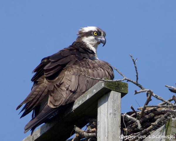  June 11, 2025 10:06 AM, Canon EOS R7, RF100-500mm F4.5-7.1 L IS USM + EXTENDER RF2x, 1000mm, f/14.0, 1/1600s, ISO 1600, Gregor von Laszewski