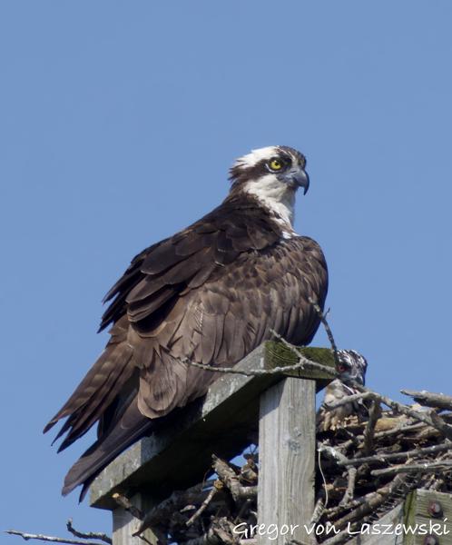  June 11, 2025 10:07 AM, Canon EOS R7, RF100-500mm F4.5-7.1 L IS USM + EXTENDER RF2x, 1000mm, f/14.0, 1/1250s, ISO 1000, Gregor von Laszewski