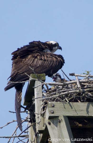  June 11, 2025 10:10 AM, Canon EOS R7, RF100-500mm F4.5-7.1 L IS USM + EXTENDER RF2x, 1000mm, f/14.0, 1/1250s, ISO 1600, Gregor von Laszewski