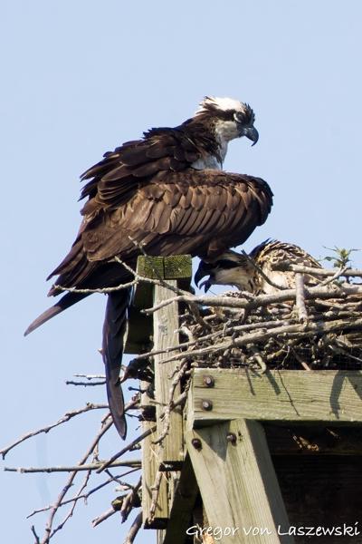  June 11, 2025 10:12 AM, Canon EOS R7, RF100-500mm F4.5-7.1 L IS USM + EXTENDER RF2x, 1000mm, f/14.0, 1/1250s, ISO 1250, Gregor von Laszewski