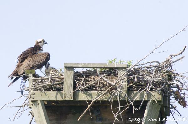  June 11, 2025 10:15 AM, Canon EOS R7, RF100-500mm F4.5-7.1 L IS USM + EXTENDER RF2x, 1000mm, f/14.0, 1/3200s, ISO 6400, Gregor von Laszewski