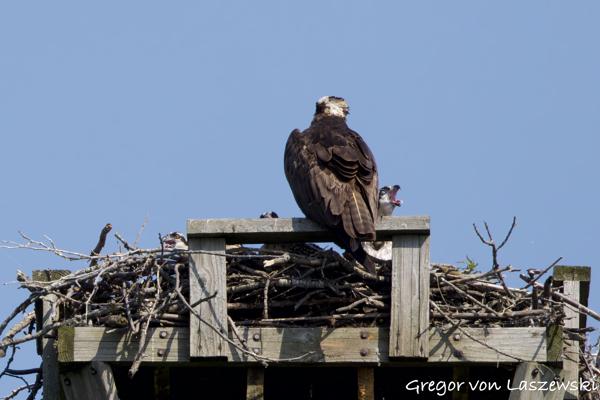  June 11, 2025 10:28 AM, Canon EOS R7, RF100-500mm F4.5-7.1 L IS USM, 500mm, f/8.0, 1/3200s, ISO 800, Gregor von Laszewski