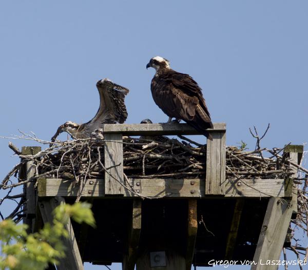  June 11, 2025 10:31 AM, Canon EOS R7, RF100-500mm F4.5-7.1 L IS USM, 500mm, f/8.0, 1/3200s, ISO 800, Gregor von Laszewski
