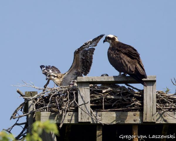  June 11, 2025 10:31 AM, Canon EOS R7, RF100-500mm F4.5-7.1 L IS USM, 500mm, f/8.0, 1/3200s, ISO 800, Gregor von Laszewski