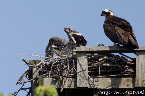  June 11, 2025 10:31 AM, Canon EOS R7, RF100-500mm F4.5-7.1 L IS USM, 500mm, f/8.0, 1/3200s, ISO 800, Gregor von Laszewski