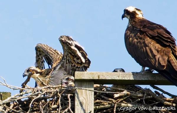  June 11, 2025 10:31 AM, Canon EOS R7, RF100-500mm F4.5-7.1 L IS USM, 500mm, f/8.0, 1/3200s, ISO 800, Gregor von Laszewski