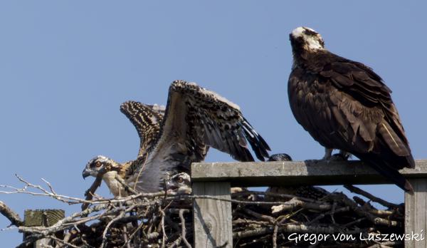  June 11, 2025 10:31 AM, Canon EOS R7, RF100-500mm F4.5-7.1 L IS USM, 500mm, f/7.1, 1/3200s, ISO 640, Gregor von Laszewski