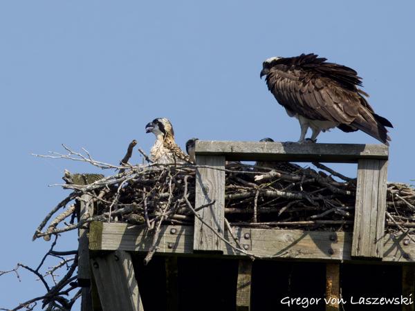  June 11, 2025 10:32 AM, Canon EOS R7, RF100-500mm F4.5-7.1 L IS USM, 500mm, f/8.0, 1/3200s, ISO 800, Gregor von Laszewski