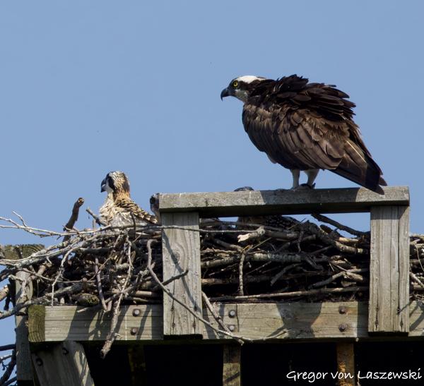  June 11, 2025 10:32 AM, Canon EOS R7, RF100-500mm F4.5-7.1 L IS USM, 500mm, f/8.0, 1/3200s, ISO 800, Gregor von Laszewski