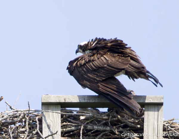  June 11, 2025 10:36 AM, Canon EOS R7, RF100-500mm F4.5-7.1 L IS USM, 500mm, f/7.1, 1/3200s, ISO 1600, Gregor von Laszewski