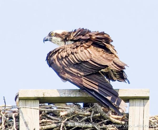  June 11, 2025 10:37 AM, Canon EOS R7, RF100-500mm F4.5-7.1 L IS USM, 500mm, f/7.1, 1/3200s, ISO 1600, Gregor von Laszewski