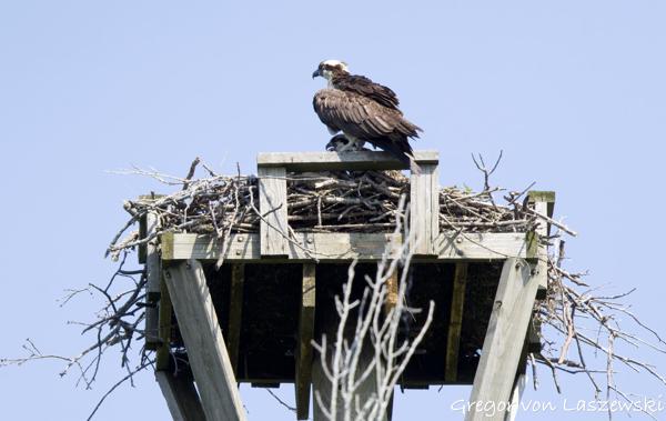  June 11, 2025 10:38 AM, Canon EOS R7, RF100-500mm F4.5-7.1 L IS USM, 472mm, f/7.1, 1/3200s, ISO 1600, Gregor von Laszewski