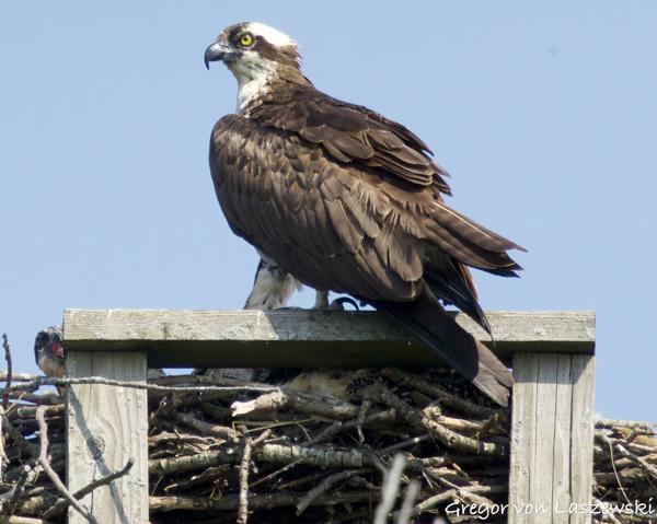  June 11, 2025 10:41 AM, Canon EOS R7, RF100-500mm F4.5-7.1 L IS USM + EXTENDER RF2x, 1000mm, f/14.0, 1/3200s, ISO 5000, Gregor von Laszewski