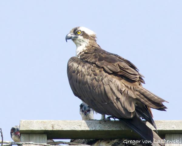  June 11, 2025 10:41 AM, Canon EOS R7, RF100-500mm F4.5-7.1 L IS USM + EXTENDER RF2x, 1000mm, f/14.0, 1/3200s, ISO 8000, Gregor von Laszewski