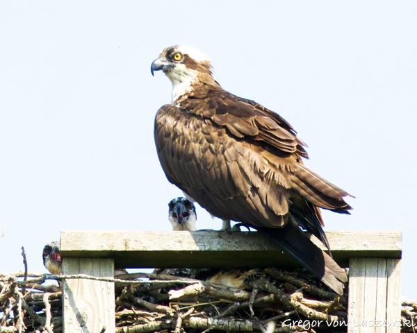  June 11, 2025 10:41 AM, Canon EOS R7, RF100-500mm F4.5-7.1 L IS USM + EXTENDER RF2x, 1000mm, f/14.0, 1/3200s, ISO 6400, Gregor von Laszewski