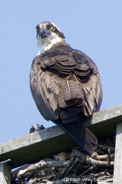  June 11, 2025 10:43 AM, Canon EOS R7, RF100-500mm F4.5-7.1 L IS USM + EXTENDER RF2x, 1000mm, f/16.0, 1/3200s, ISO 6400, Gregor von Laszewski