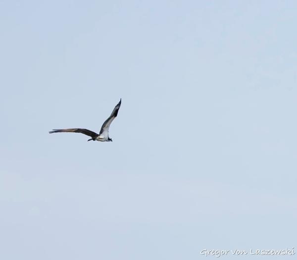  June 11, 2025 10:49 AM, Canon EOS R7, RF100-500mm F4.5-7.1 L IS USM, 123mm, f/4.5, 1/3200s, ISO 200, Gregor von Laszewski